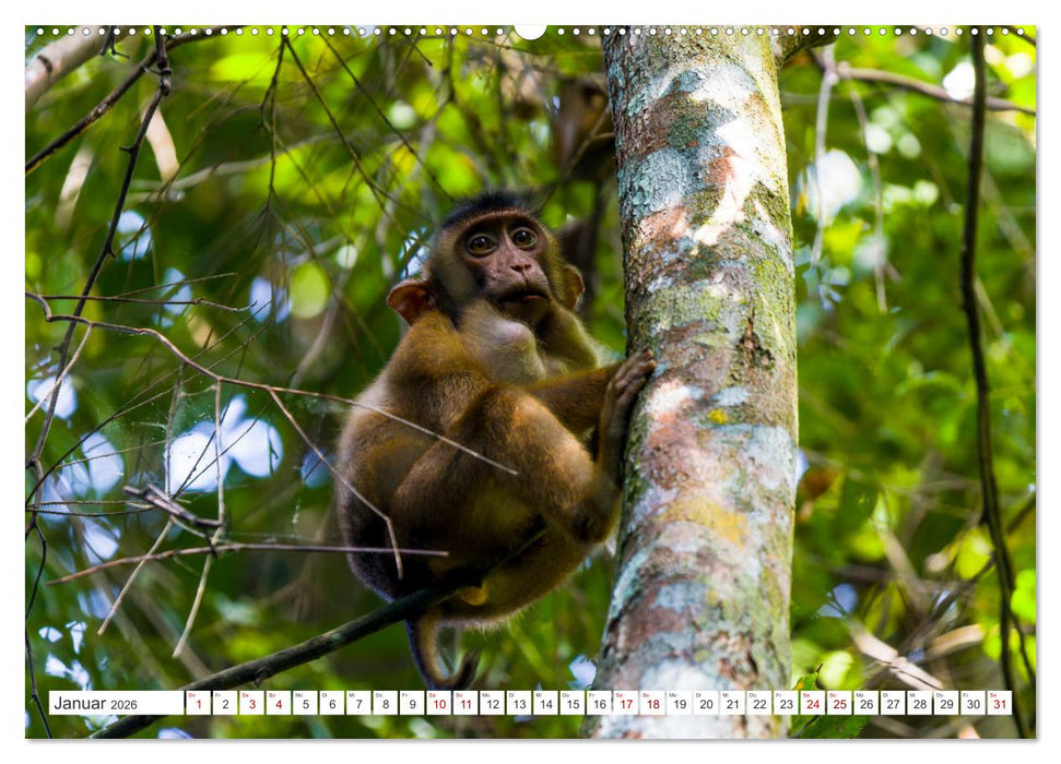 Gunung Leuser Nationalpark Sumatra (CALVENDO Premium Wandkalender 2026)