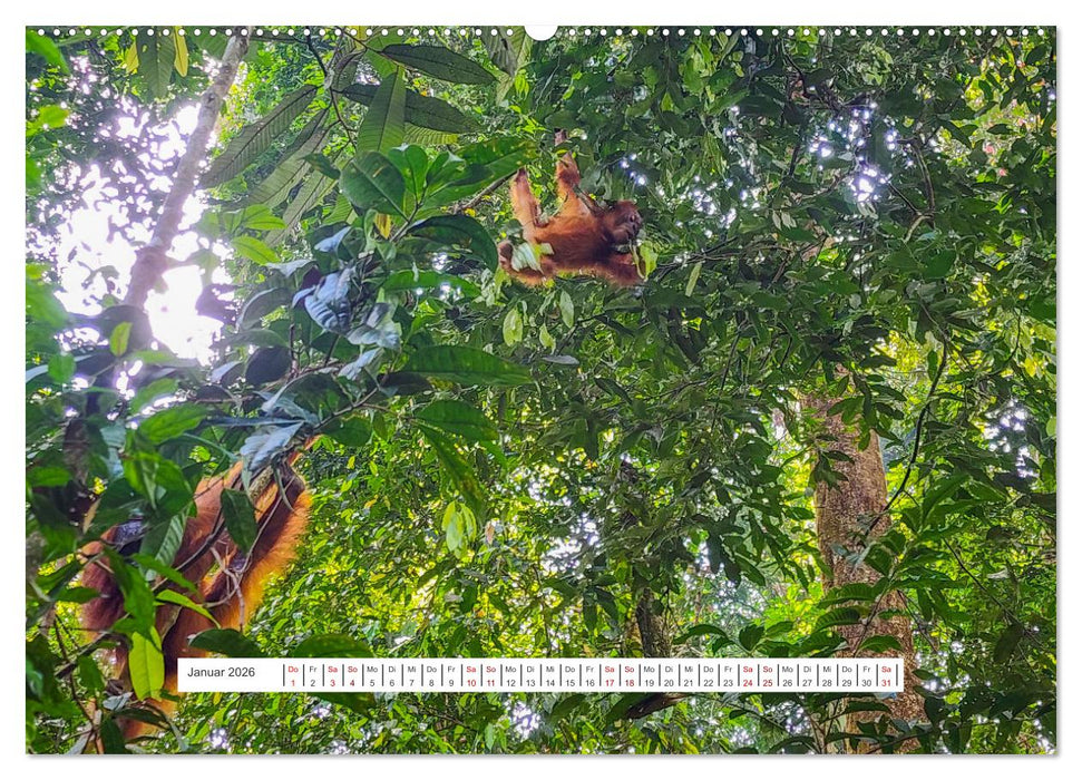 Gunung Leuser Nationalpark und seine Orang Utans (CALVENDO Premium Wandkalender 2026)