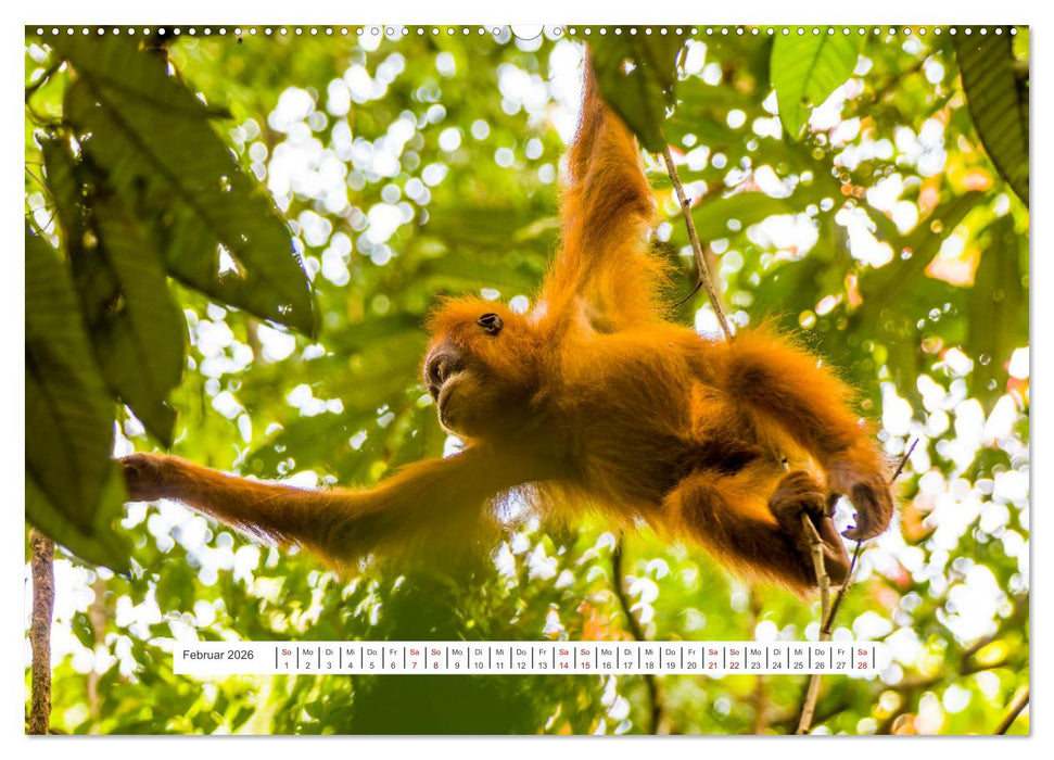 Gunung Leuser Nationalpark und seine Orang Utans (CALVENDO Premium Wandkalender 2026)