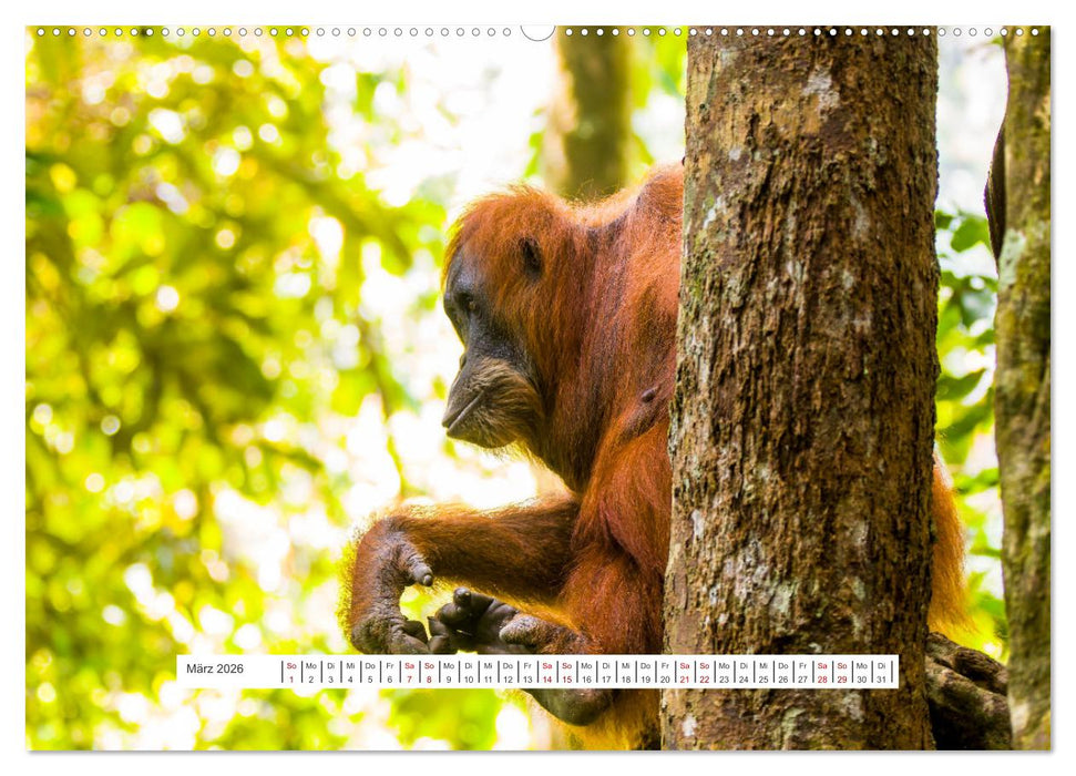 Gunung Leuser Nationalpark und seine Orang Utans (CALVENDO Premium Wandkalender 2026)