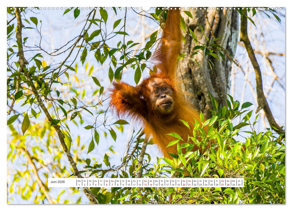Gunung Leuser Nationalpark und seine Orang Utans (CALVENDO Premium Wandkalender 2026)