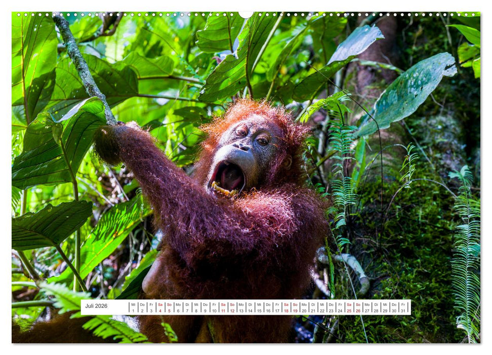 Gunung Leuser Nationalpark und seine Orang Utans (CALVENDO Premium Wandkalender 2026)