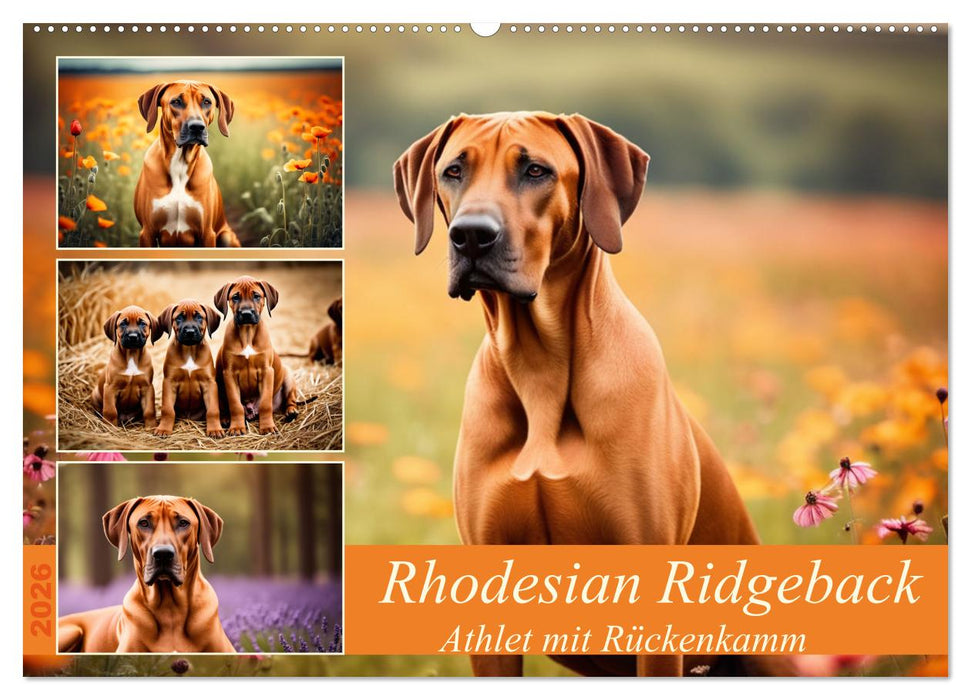 Rhodesian Ridgeback - Athlet mit Rückenkamm (CALVENDO Wandkalender 2026)