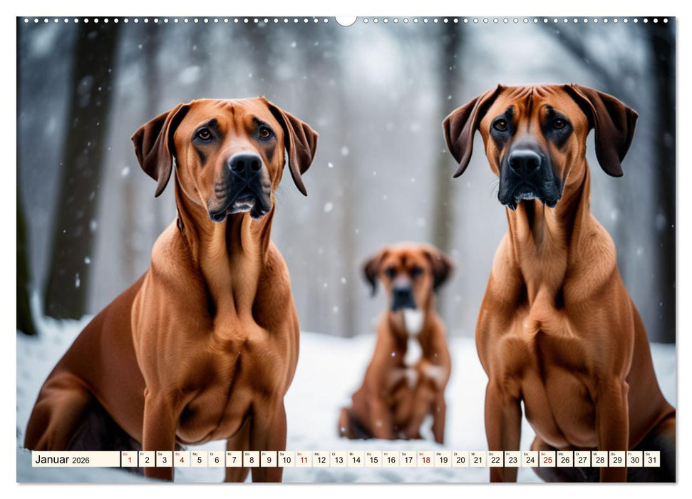Rhodesian Ridgeback - Athlet mit Rückenkamm (CALVENDO Wandkalender 2026)