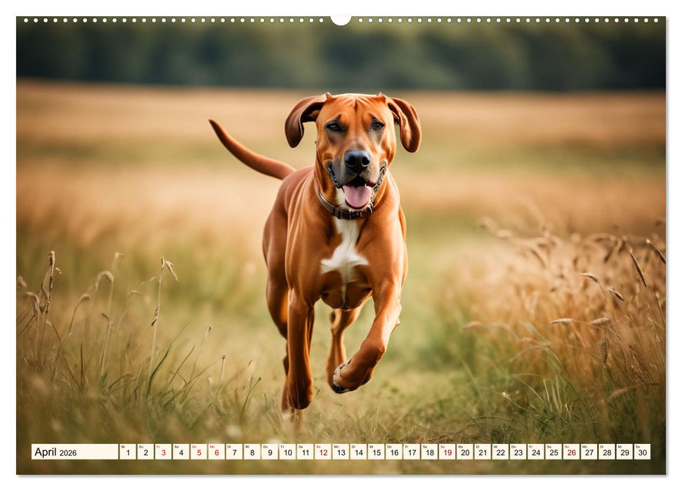Rhodesian Ridgeback - Athlet mit Rückenkamm (CALVENDO Wandkalender 2026)