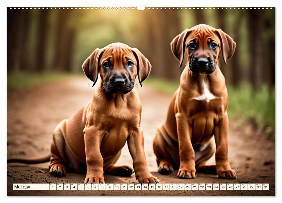 Rhodesian Ridgeback - Athlet mit Rückenkamm (CALVENDO Wandkalender 2026)