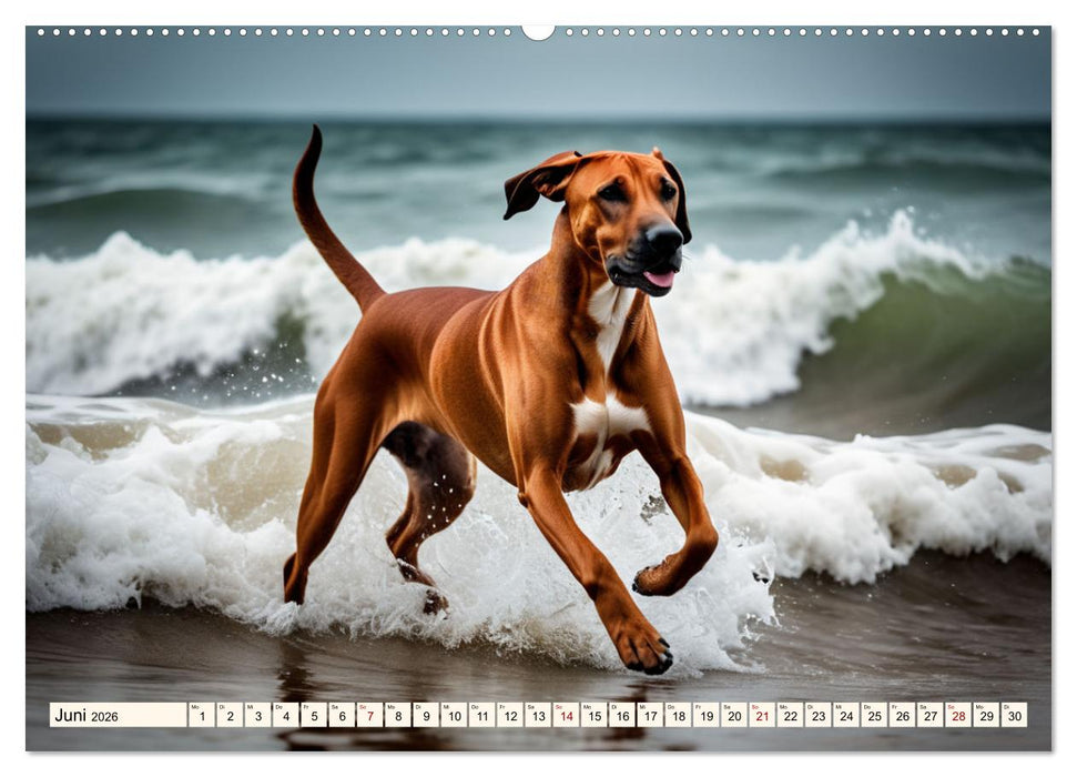 Rhodesian Ridgeback - Athlet mit Rückenkamm (CALVENDO Wandkalender 2026)