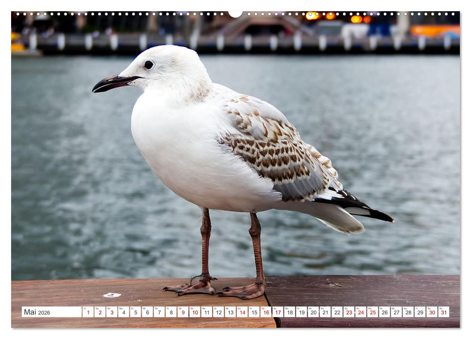 Australiens Vögel (CALVENDO Wandkalender 2026)