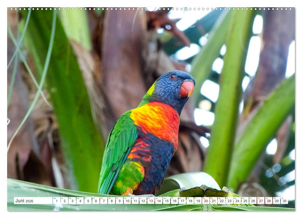 Australiens Vögel (CALVENDO Wandkalender 2026)