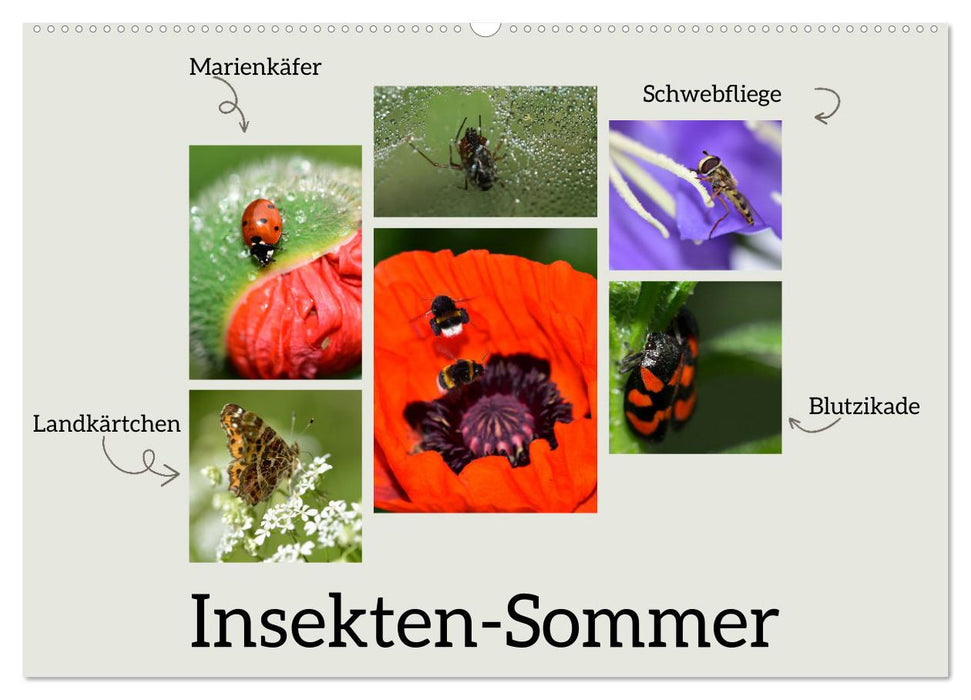 Insekten-Sommer (CALVENDO Wandkalender 2026)