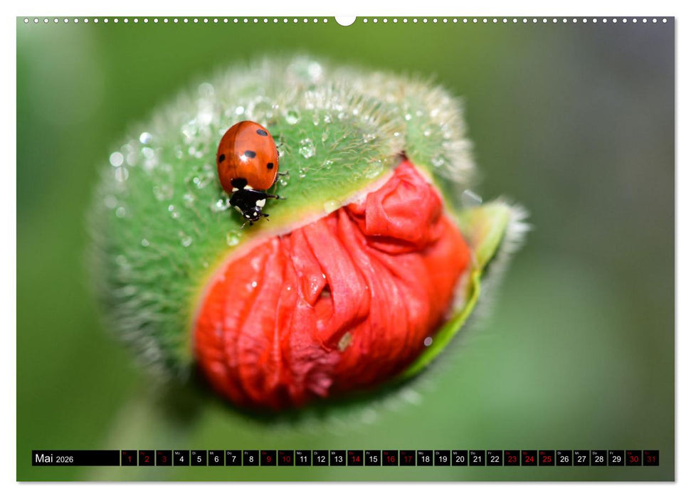 Insekten-Sommer (CALVENDO Wandkalender 2026)