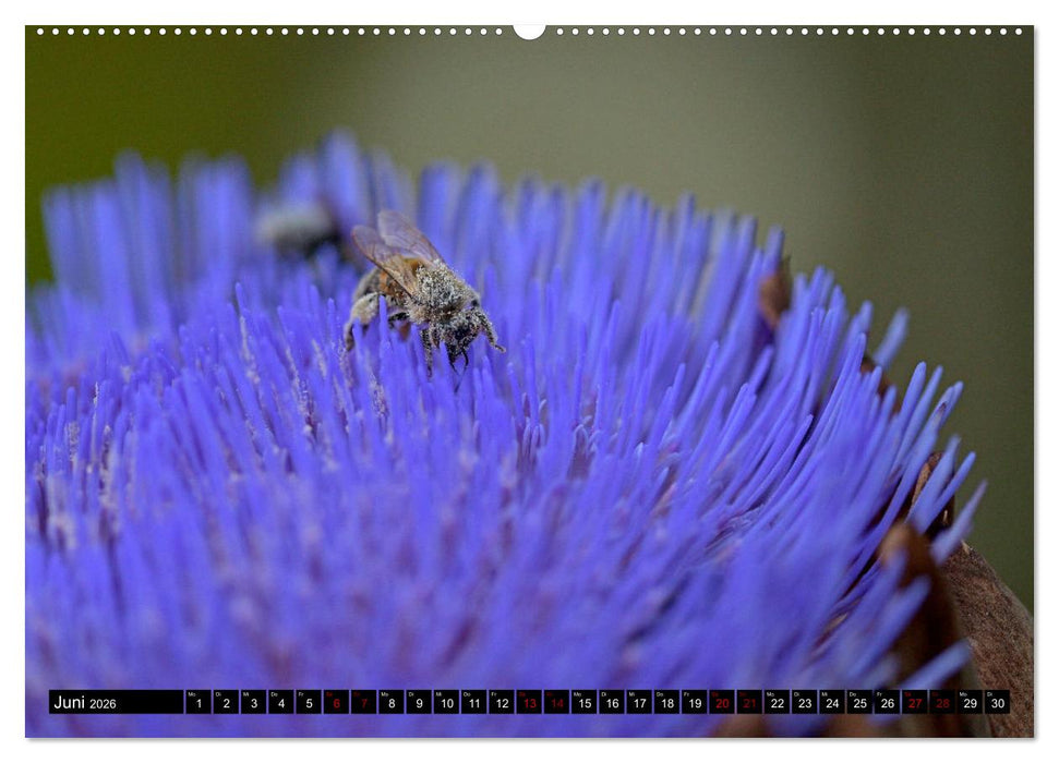Insekten-Sommer (CALVENDO Wandkalender 2026)