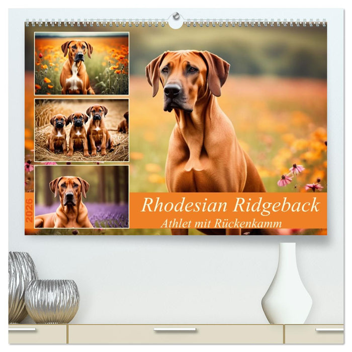 Rhodesian Ridgeback - Athlet mit Rückenkamm (CALVENDO Premium Wandkalender 2026)