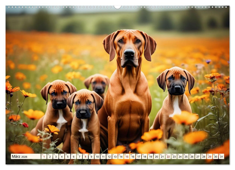 Rhodesian Ridgeback - Athlet mit Rückenkamm (CALVENDO Premium Wandkalender 2026)