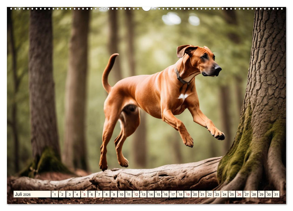Rhodesian Ridgeback - Athlet mit Rückenkamm (CALVENDO Premium Wandkalender 2026)