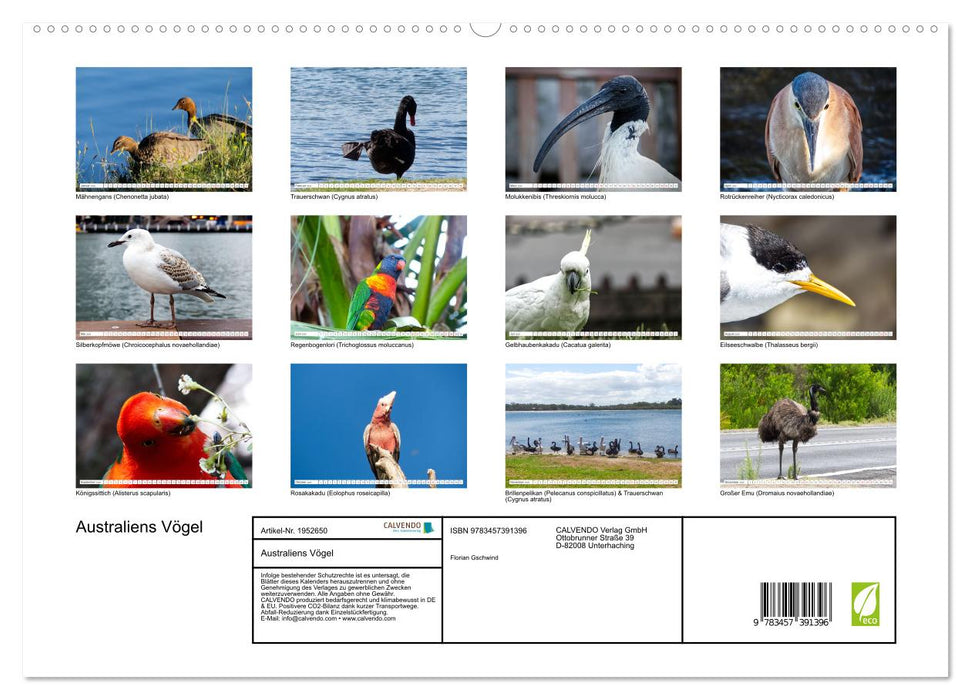 Australiens Vögel (CALVENDO Premium Wandkalender 2026)