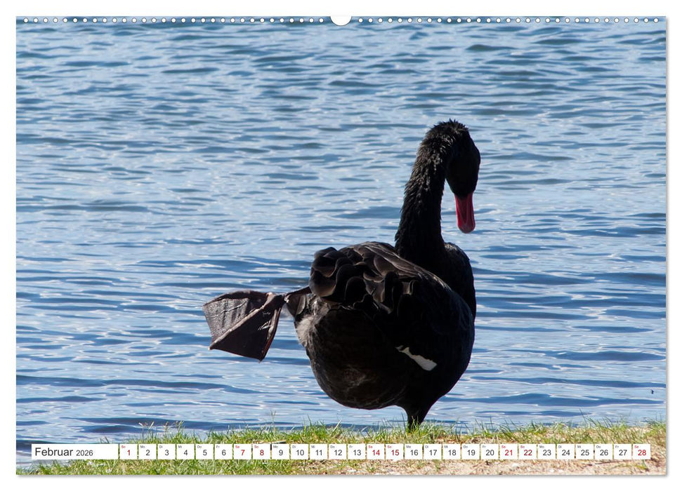 Australiens Vögel (CALVENDO Premium Wandkalender 2026)