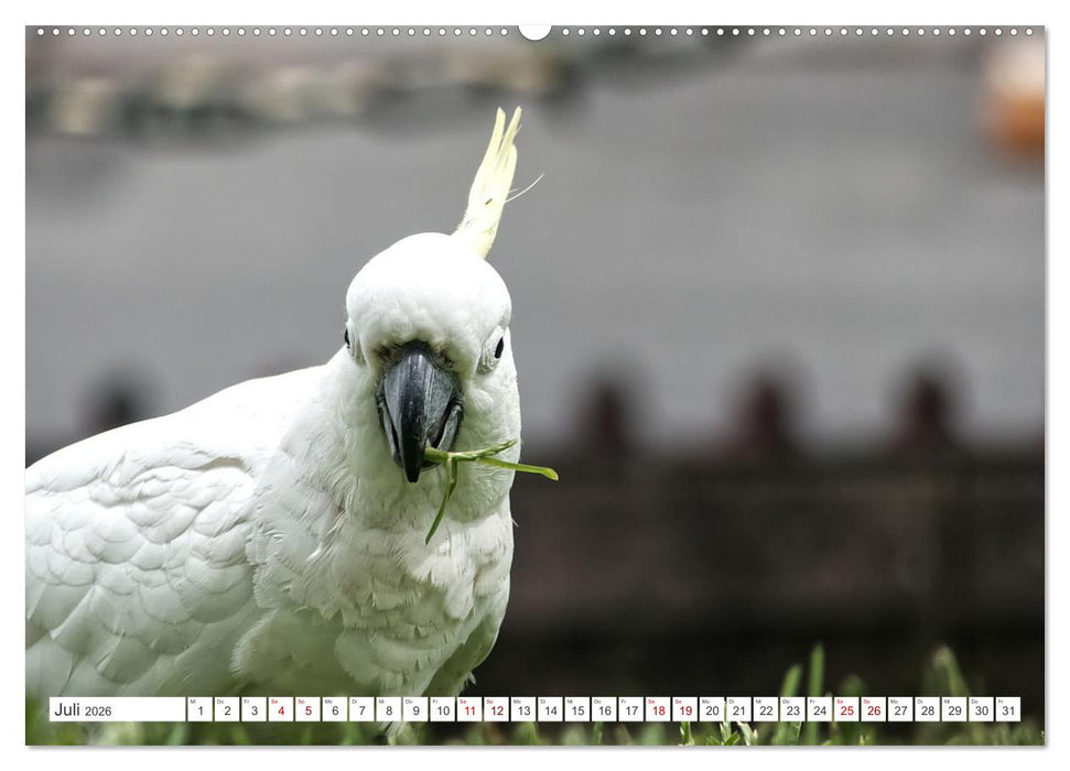 Australiens Vögel (CALVENDO Premium Wandkalender 2026)
