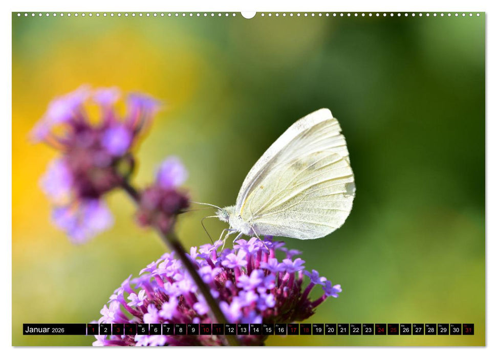 Insekten-Sommer (CALVENDO Premium Wandkalender 2026)