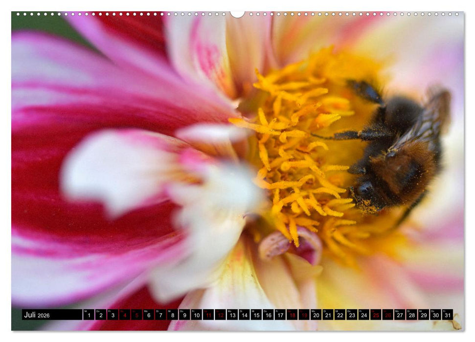 Insekten-Sommer (CALVENDO Premium Wandkalender 2026)