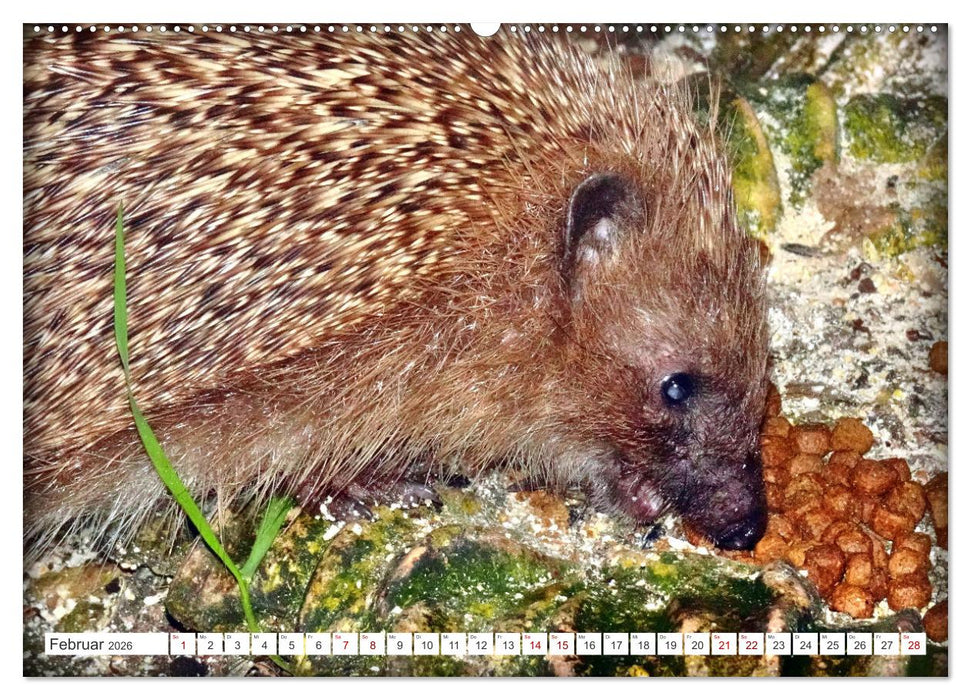 Mein Haus-Igel (CALVENDO Wandkalender 2026)