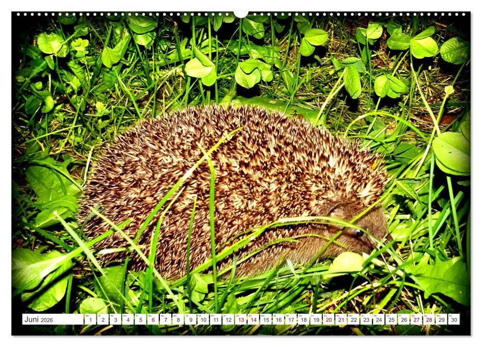 Mein Haus-Igel (CALVENDO Wandkalender 2026)