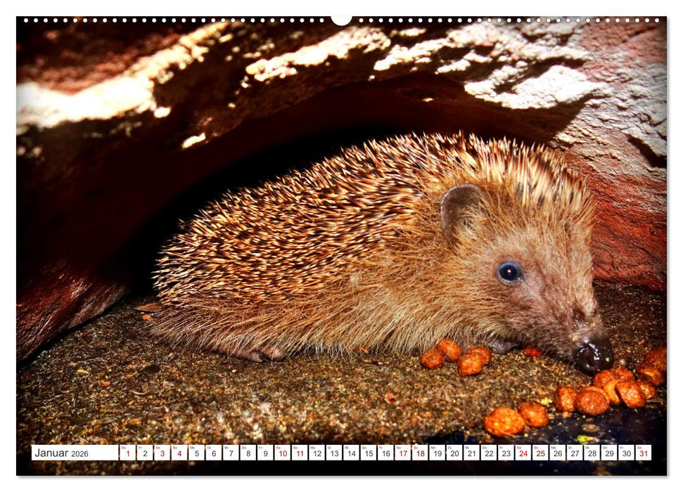 Mein Haus-Igel (CALVENDO Premium Wandkalender 2026)