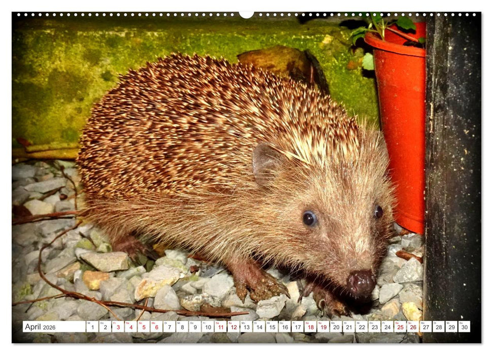Mein Haus-Igel (CALVENDO Premium Wandkalender 2026)