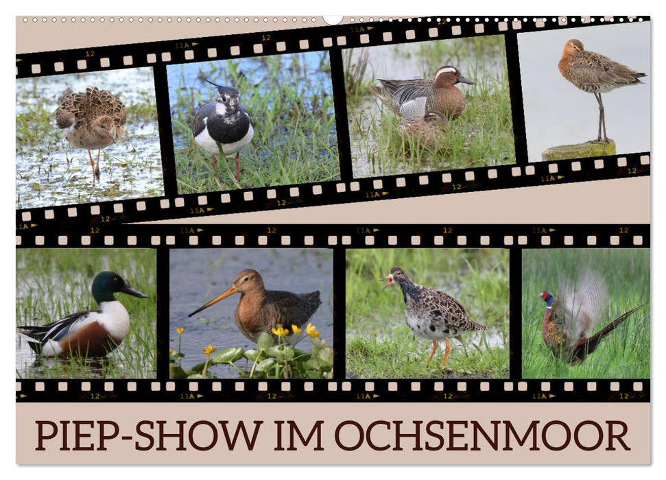 PIEP-SHOW im Ochsenmoor (CALVENDO Wandkalender 2026)