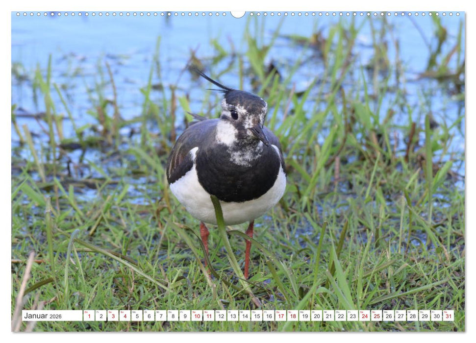 PIEP-SHOW im Ochsenmoor (CALVENDO Wandkalender 2026)