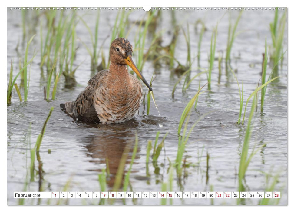 PIEP-SHOW im Ochsenmoor (CALVENDO Wandkalender 2026)