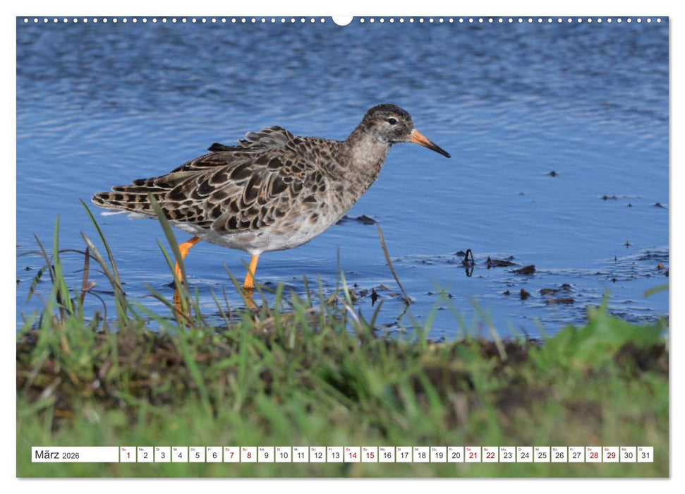 PIEP-SHOW im Ochsenmoor (CALVENDO Wandkalender 2026)