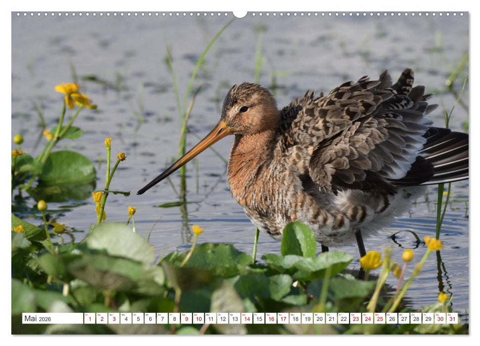 PIEP-SHOW im Ochsenmoor (CALVENDO Wandkalender 2026)
