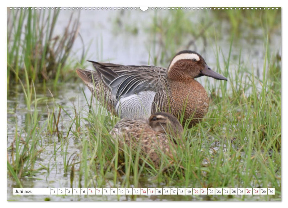 PIEP-SHOW im Ochsenmoor (CALVENDO Wandkalender 2026)