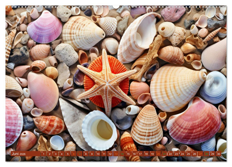 Faszination Muscheln (CALVENDO Wandkalender 2026)