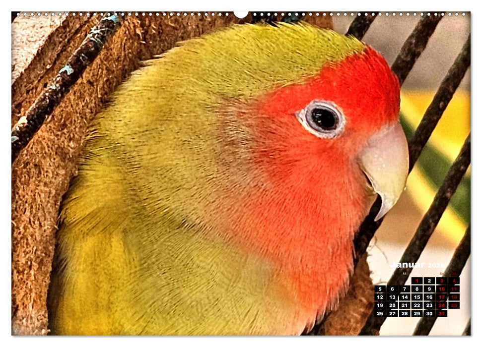 Die Unzertrennlichen (CALVENDO Wandkalender 2026)