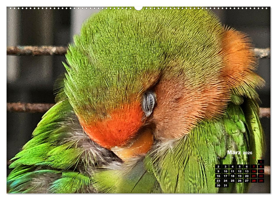 Die Unzertrennlichen (CALVENDO Wandkalender 2026)