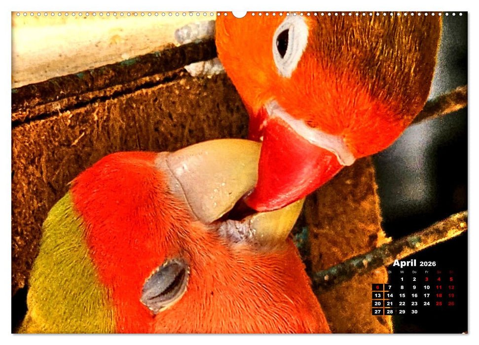 Die Unzertrennlichen (CALVENDO Wandkalender 2026)