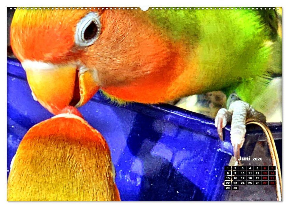 Die Unzertrennlichen (CALVENDO Wandkalender 2026)