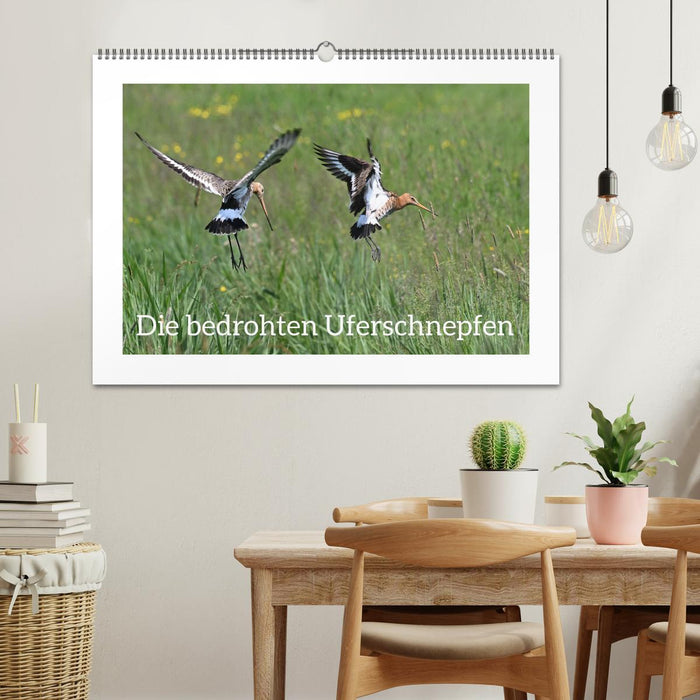 Die bedrohten Uferschnepfen (CALVENDO Wandkalender 2026)