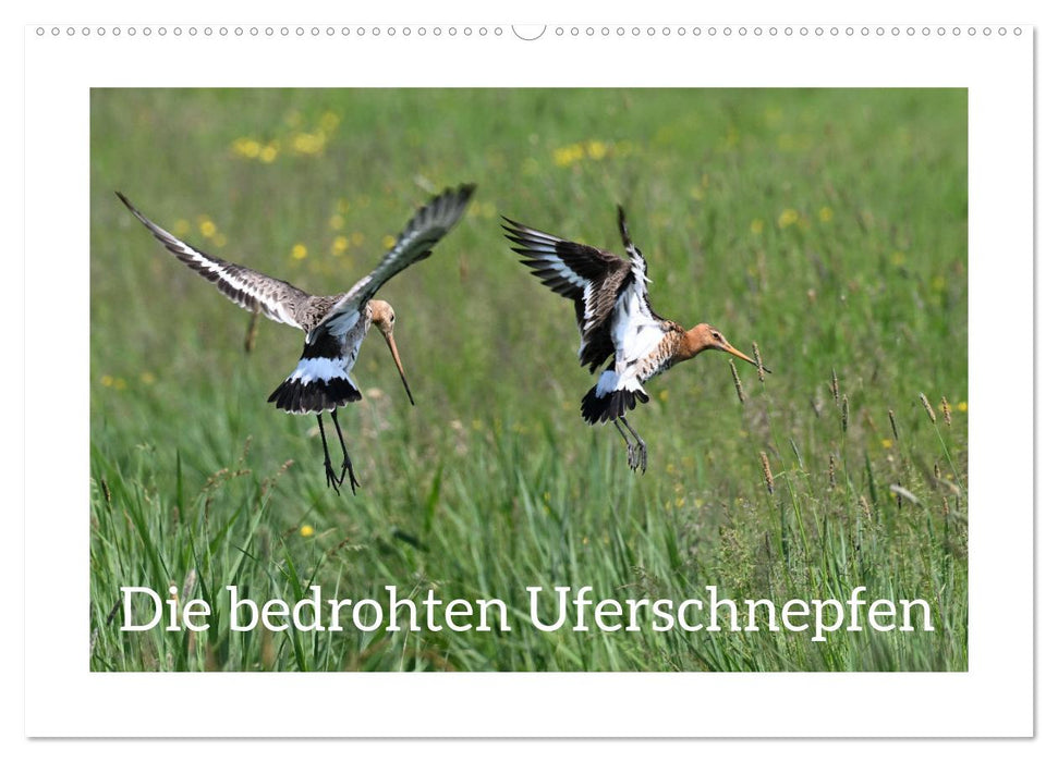 Die bedrohten Uferschnepfen (CALVENDO Wandkalender 2026)
