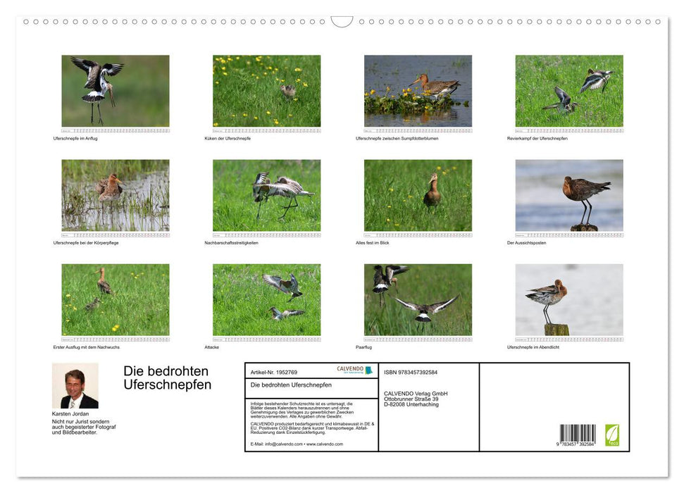 Die bedrohten Uferschnepfen (CALVENDO Wandkalender 2026)