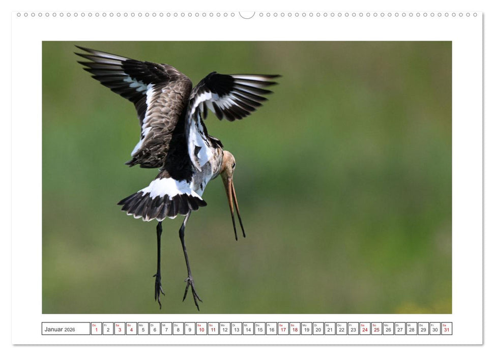 Die bedrohten Uferschnepfen (CALVENDO Wandkalender 2026)