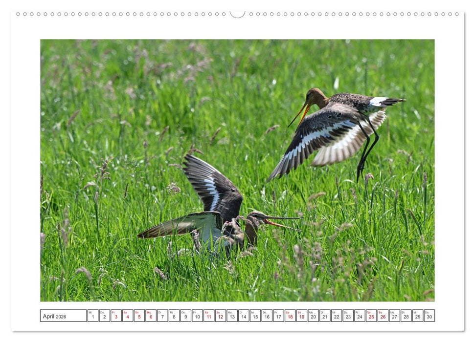 Die bedrohten Uferschnepfen (CALVENDO Wandkalender 2026)