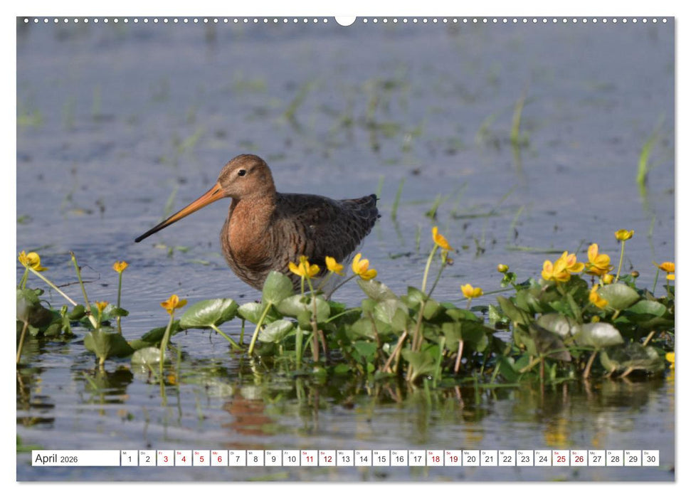 PIEP-SHOW im Ochsenmoor (CALVENDO Premium Wandkalender 2026)