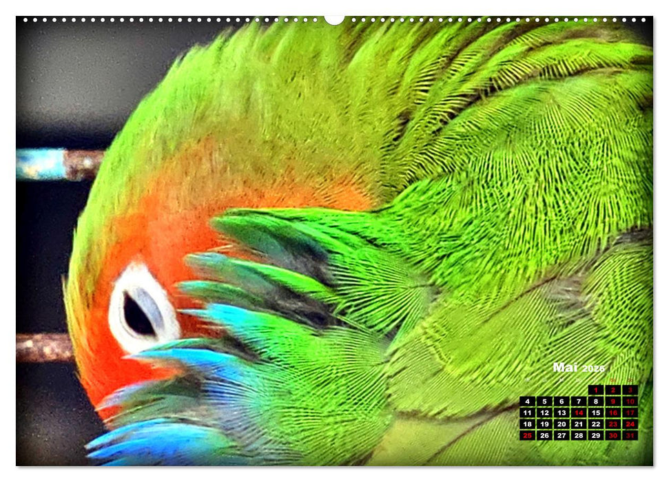 Die Unzertrennlichen (CALVENDO Premium Wandkalender 2026)