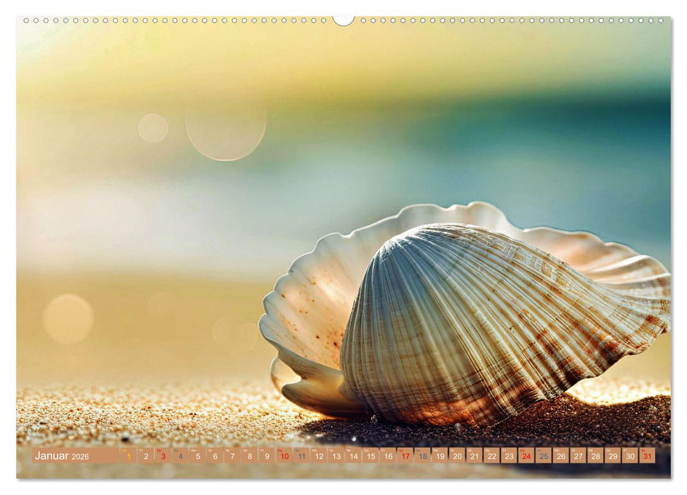Faszination Muscheln (CALVENDO Premium Wandkalender 2026)
