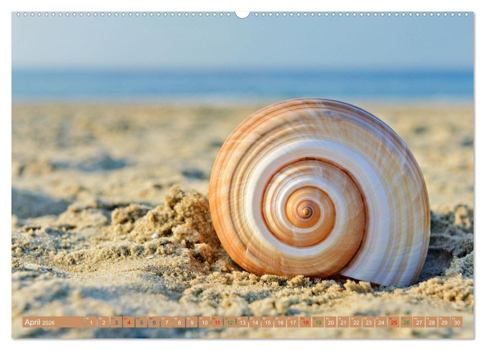 Faszination Muscheln (CALVENDO Premium Wandkalender 2026)