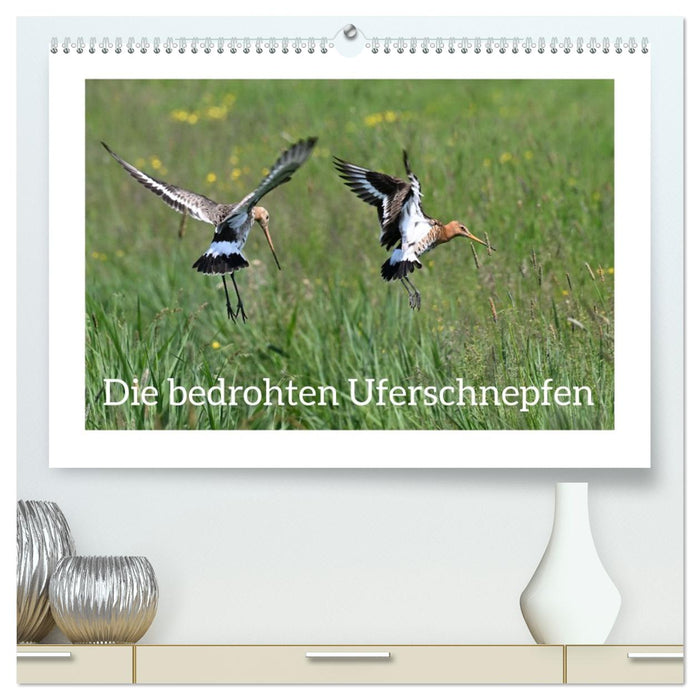 Die bedrohten Uferschnepfen (CALVENDO Premium Wandkalender 2026)