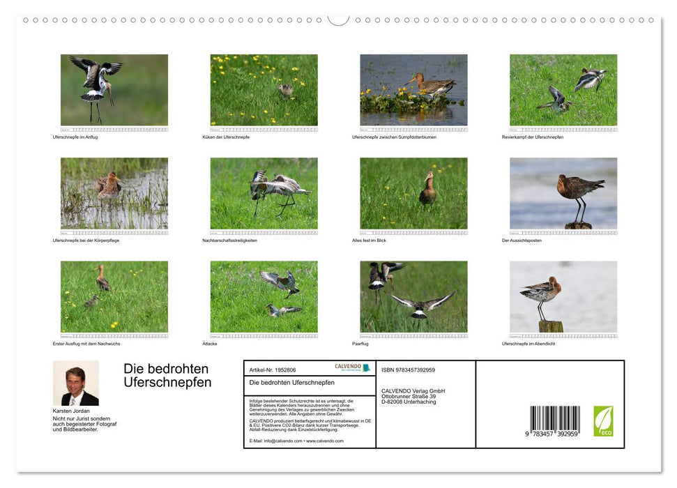Die bedrohten Uferschnepfen (CALVENDO Premium Wandkalender 2026)